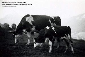 Vaches de Chartreuse